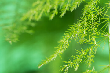 Asparagus plumosus leaves with blur background. Green leaf of feather fern plant, macro shot. (pinnate, setaceus, asparagus fern, Sprengeri)