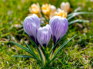 Yellow and violet crocuses or Crocus chrysanthus blooming in early spring in Riga city park. Spring landscape. Beauty in nature.