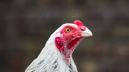 close up of a chicken