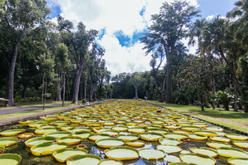 Sir Seewoosagur Ramgoolam Botanical Garden, pond with Victoria Amazonica Giant Water Lilies,...