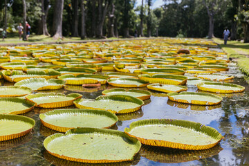 Sir Seewoosagur Ramgoolam Botanical Garden, pond with Victoria Amazonica Giant Water Lilies,...