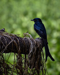 Black Drongo rested on the branches of trees, green background 