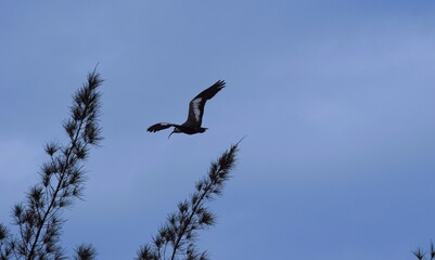 Ave no céu do Brasil