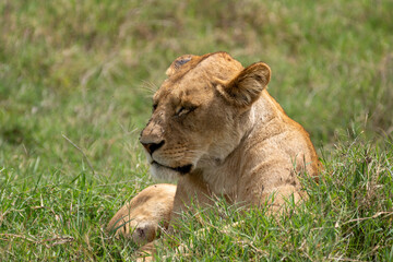 Fototapeta na wymiar Adorable lion (lioness) sits in the grass, napping with her eyes closed, as flies crawl on her