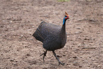 Fototapeta premium Helmeted Guineafowl bird runs toward the camera, in Tanzania