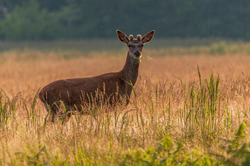 Rotspießer im Morgenlicht