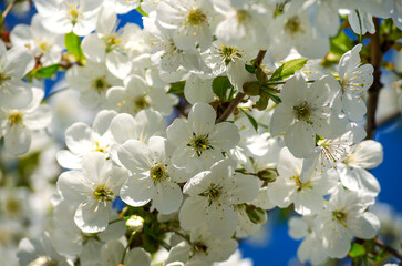 cherry tree blossom on the background of the blue sky