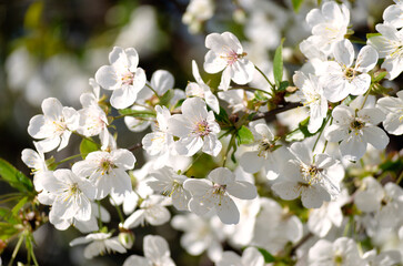 Obraz premium cherry tree blossom on the background of the blue sky