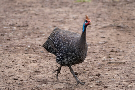 Helmeted Guineafowl bird runs toward the camera, in Tanzania