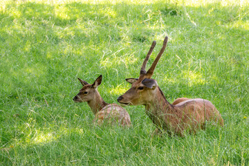 Close up portrait of a red deer and a fawn, lying in the grass in the shadow in summer in scotland