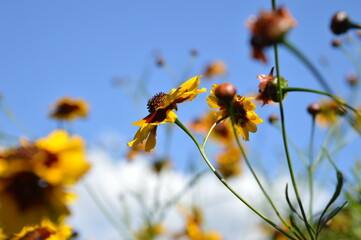Flores de mi jardín