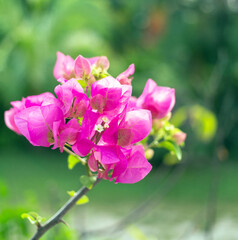 The pink bougainvillea flower is beautiful blooming flower green leaf background. Spring growing Pink bougainvillea   flowers and nature come alive