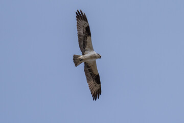 Osprey flying in flight