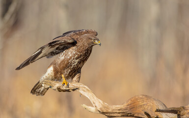Common Buzzard in early spring at a wet forest