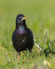 Common Starling - adult bird in spring