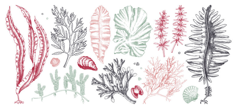 Edible seaweed collection in color. Hand-drawn sea vegetables - kelp, kombu, wakame, hijiki drawings. Underwater algae sketches for Japanese cuisine menu or healthy food ingredients design