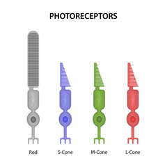 Photoreceptors are the cells in the retina that respond to light