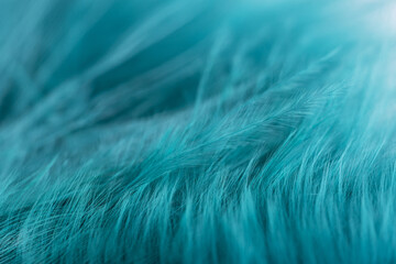 Green turquoise feathers in soft and blur style for background, macro shot