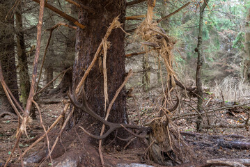 Ein schreckliches Ende eines Rothirsches