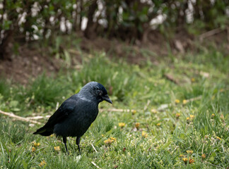 Black crow walking on grass shot with Sony 200-600mm lens