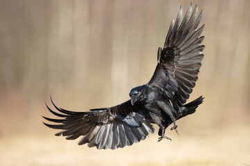 Bird beautiful flying raven Corvus corax North Poland Europe