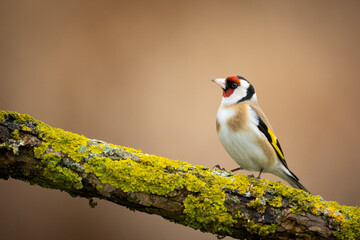 Bird Goldfinch Carduelis scarduelis , small amazing bird, winter time in Poland Europe