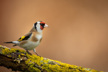 Bird Goldfinch Carduelis scarduelis , small amazing bird, winter time in Poland Europe