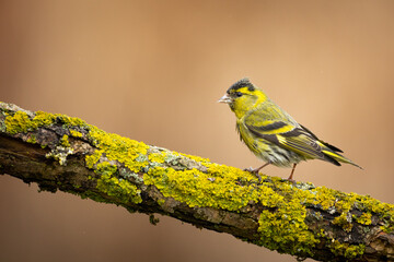 Bird Siskin Carduelis spinus male, small yellow bird, winter time in Poland Europe