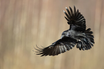 Bird beautiful flying raven Corvus corax North Poland Europe