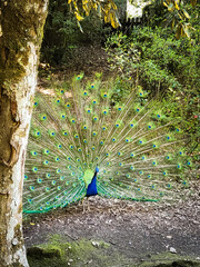 Obraz premium peacock with feathers out