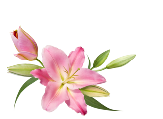 Pink lily flower bouquet isolated on transparent background