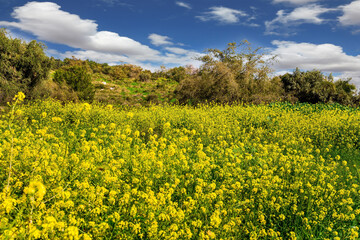 Lovely yellow flowers