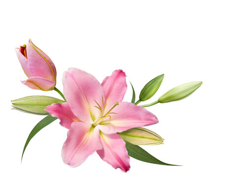Pink lily flower bouquet isolated on transparent background