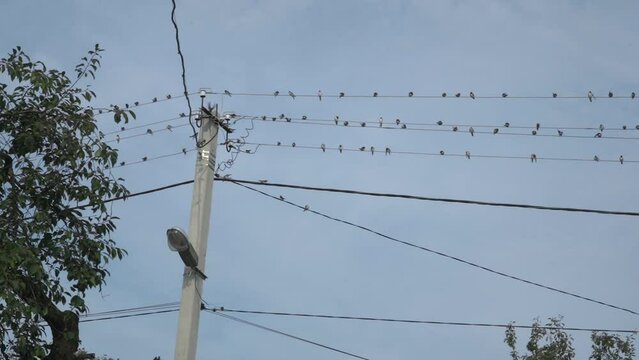 timelapse of birds sitting on a wire,a flock of swallows sits on the cables of power lines