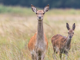 Kahlwildrudel in der Brunft