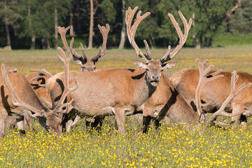 Kolbenhirsch am Morgen