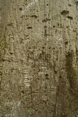 tree, texture, bark, nature, wood, rock, old, brown, abstract, wall, pattern, stone, rough, surface, trunk, natural, textured, forest, macro, plant, material, timber, grunge, closeup, wooden, pine, de