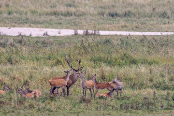 Naklejka premium Rotwildbrunft