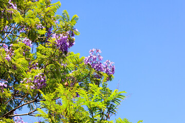 Spring flowering trees