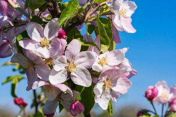 Close-up of cherry blossoms in Wiesbaden-Frauenstein/Germany in the Rheingau