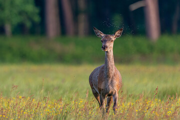 Rottier in der Wiese