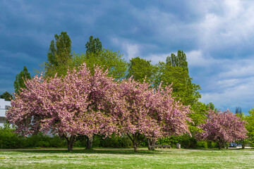 Naklejka premium A Japanese cherry tree in full bloom in Wiesbaden/Germany on the banks of the Rhine