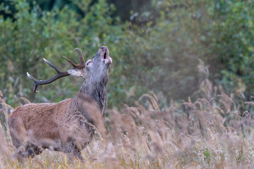 Rothirsch im Bestand