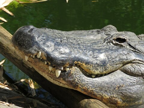 Close up of Head of Female Alligator Resting on Fallen Log in Murky Green Water with Teeth Showing in Smiling Grin in Bright Sunshine