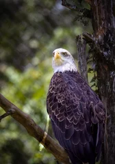 Foto op Plexiglas American bald eagle © Lawrence
