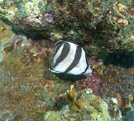 Raccoon Butterflyfish on the reef