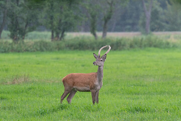 Rotspießer auf der Wiese