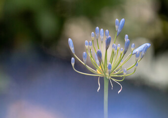 Agapanthus