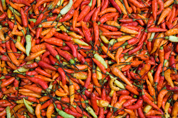 Red pepper (chili) (Capsicum frutescens)  dried in the sun. Close-up. Indonesia. New Guinea.