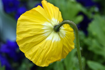 Gelbe Mohnblume von hinten